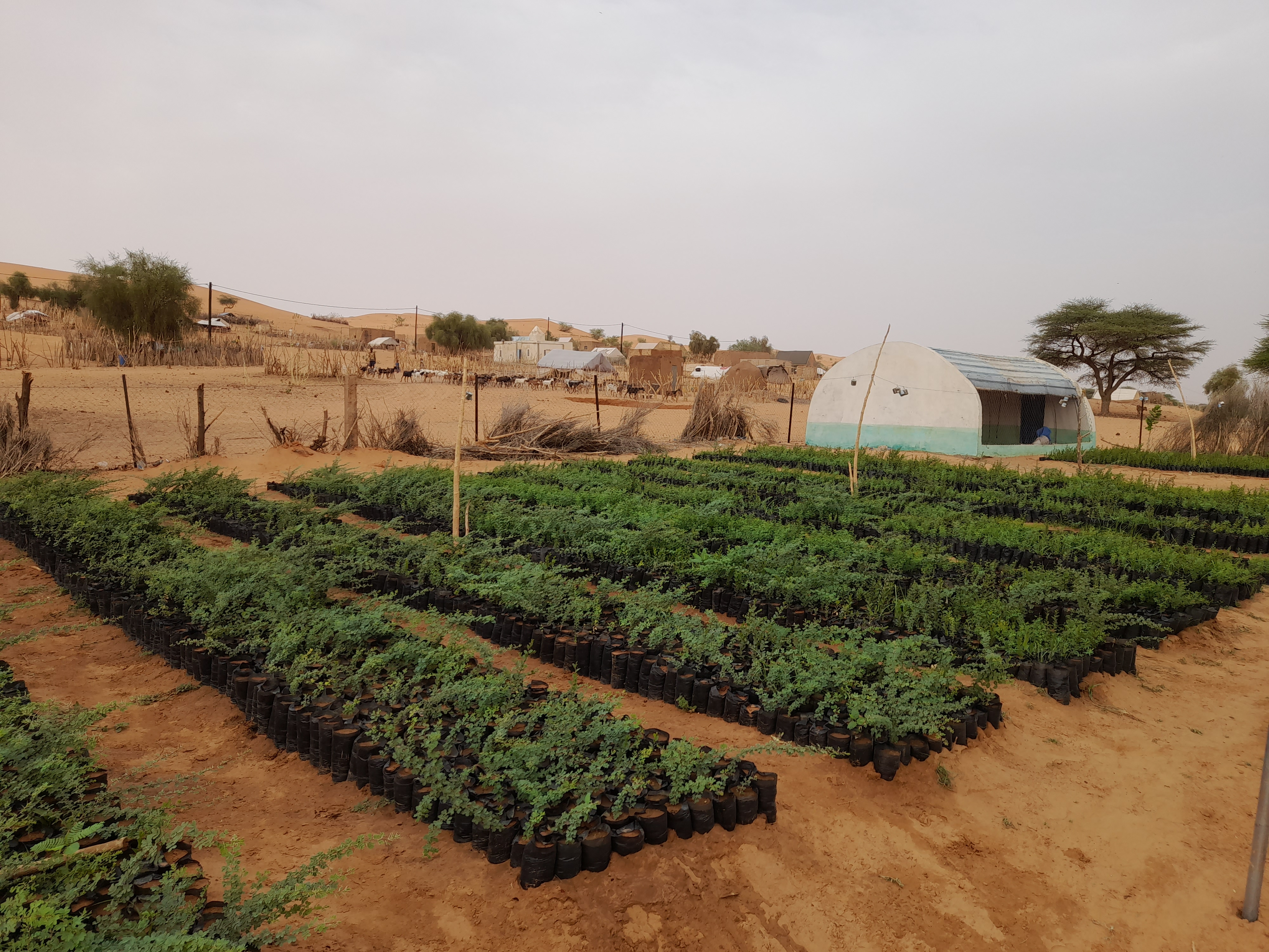 Mise en place de 20000 plants forestiers