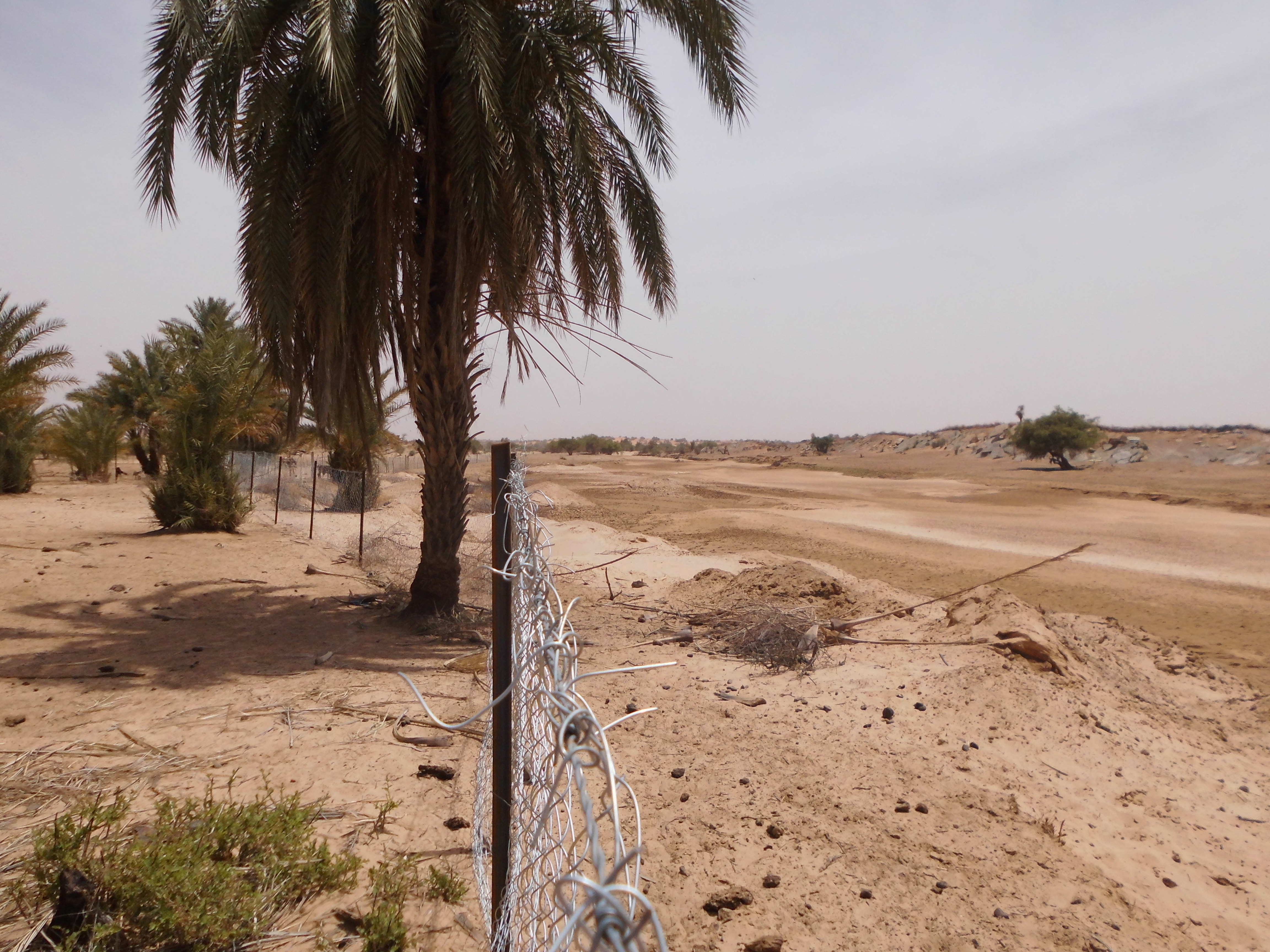 Projet de Restauration et de réhabilitation du couvert végétal et des terres agricoles de l'Oued de Tendel (MAU/SGP/OP5/Y4/CORE/LD/14/01) financé par le PNUD/SGP