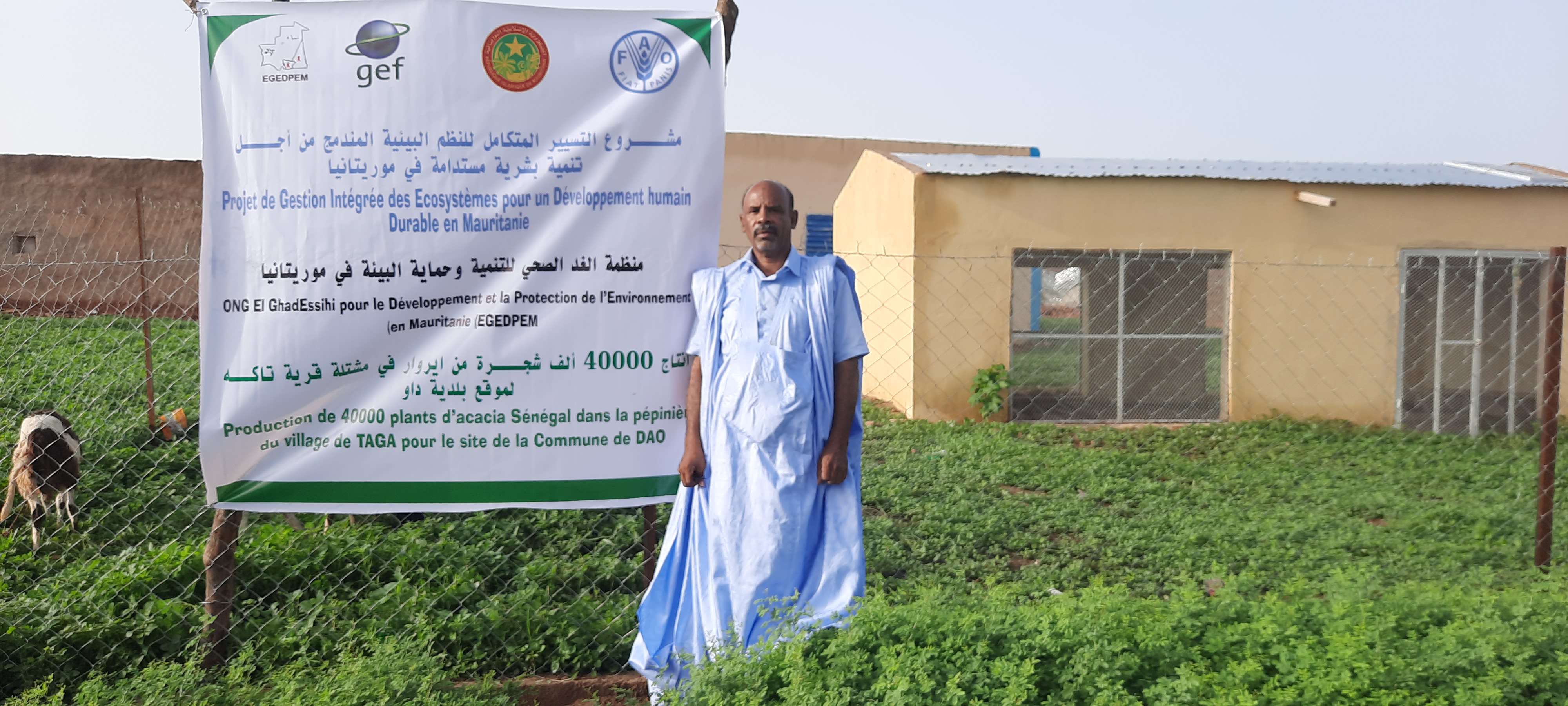 Installation et plantation d’un site de 100 ha de gommiers dans la zone d’El Atf financé par la FAO dans la commune de DAO , village de TAGA , Moughataa de Maghama au Gorgol 