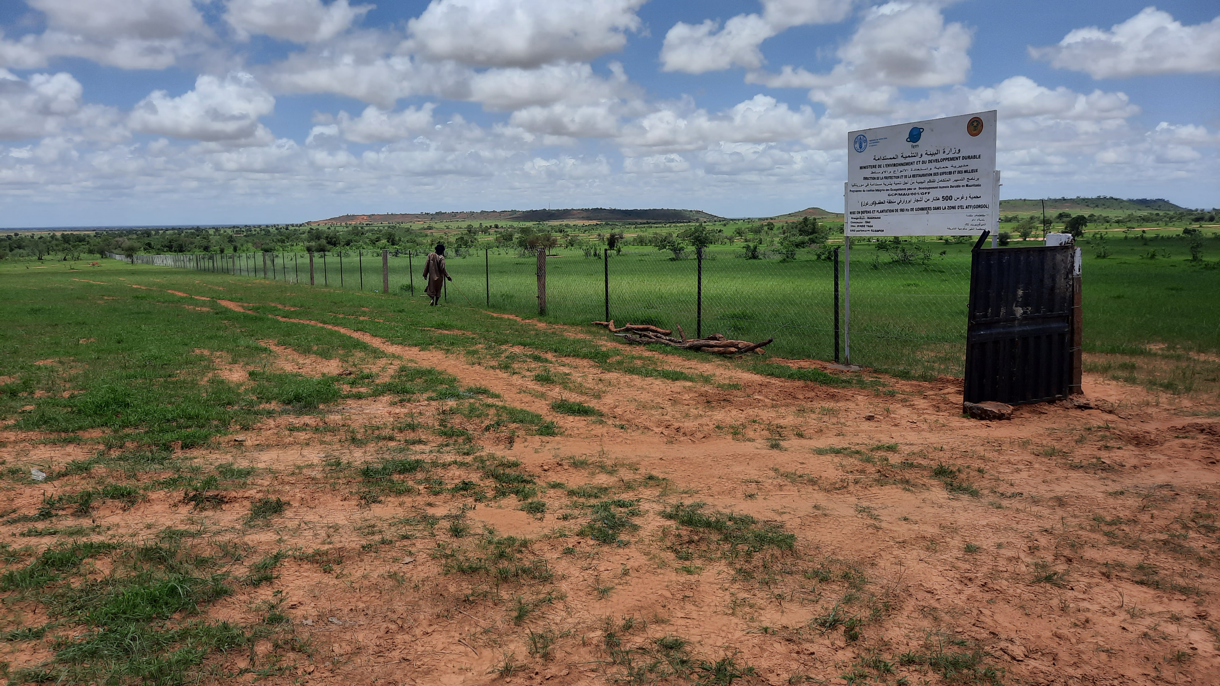 Installation et plantation dâ€™un site de 100 ha de gommiers dans la zone dâ€™El Atf financÃ© par la FAO dans la commune de DAO , village de TAGA , Moughataa de Maghama au Gorgol 